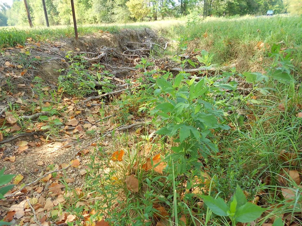 Dry creek bed of river stone for yard drainage